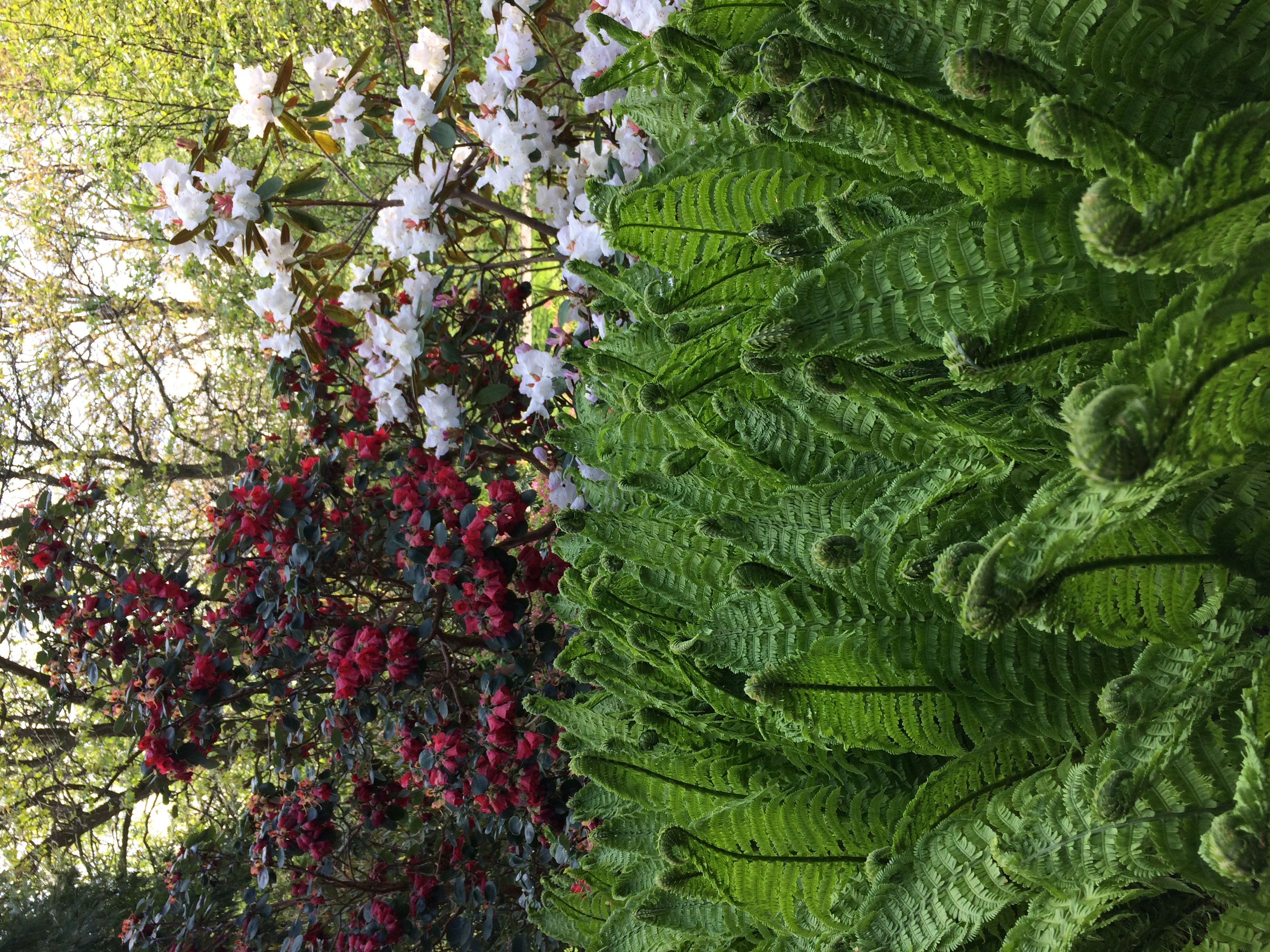 a group of people walking through a forest